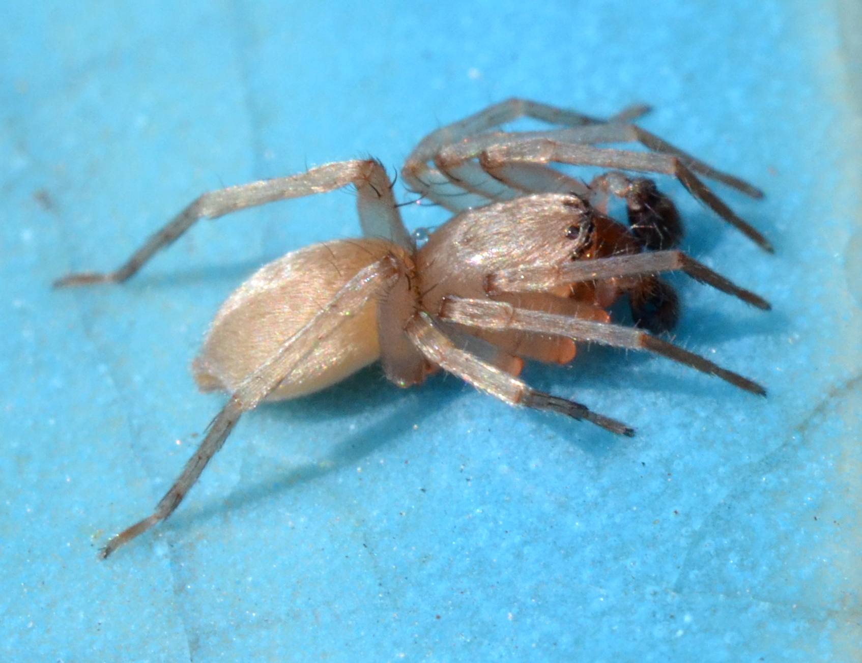 a spider sitting on top of a blue floor