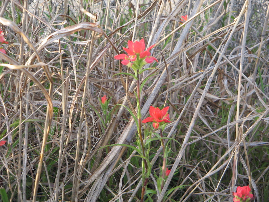 red flowers are in tall grass surrounded by small reeds