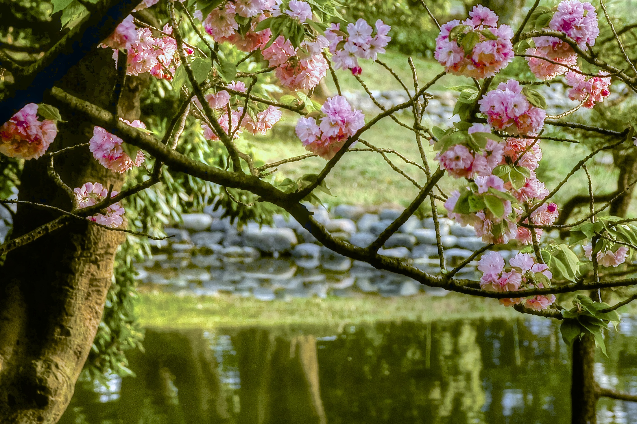 a river flowing past trees covered in bloom