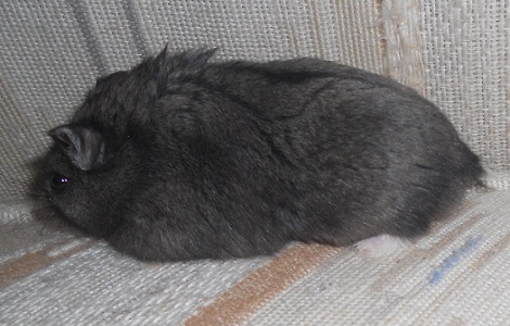 black hamster sitting on couch with head against back