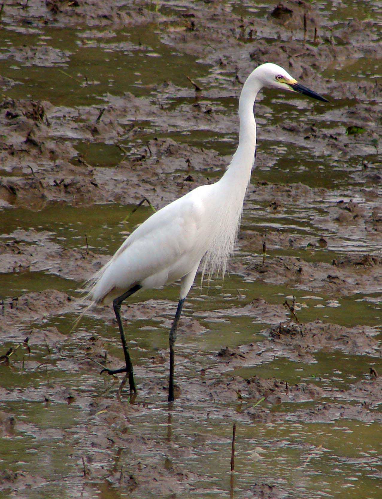 a white crane with long feathers standing in mud