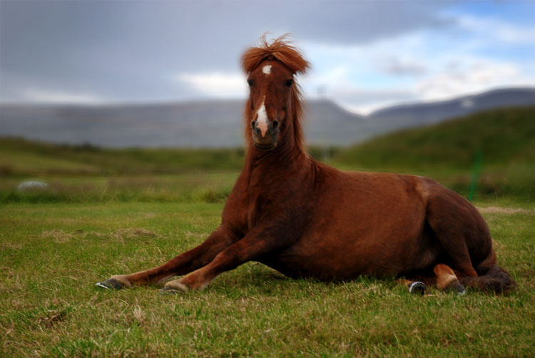 the horse is laying down and there is no image on this page