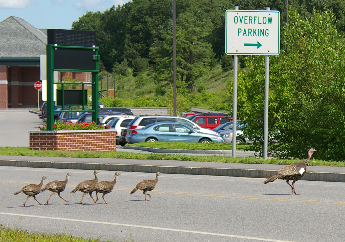 several wild birds are walking down the road