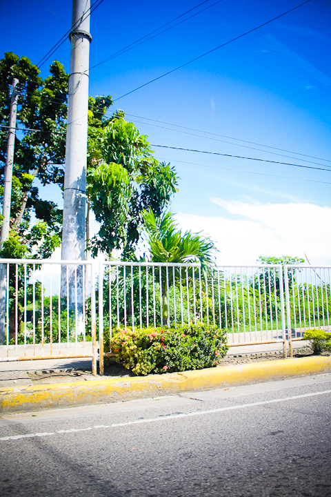 the street is lined with metal railings along with palm trees