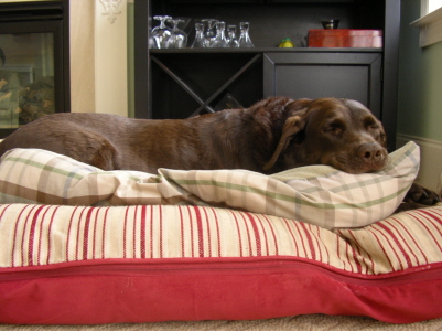 a dog laying on a pillow on top of a bed