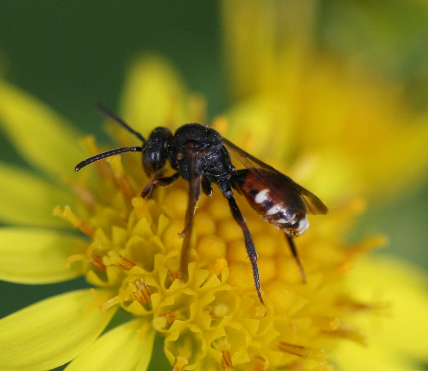 a bee on yellow flower with a blurry background