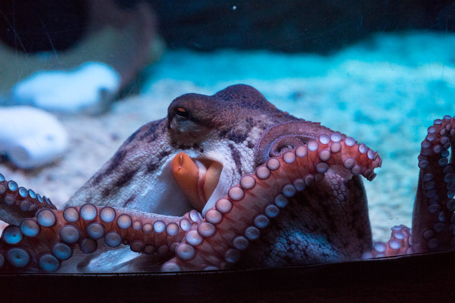 an octo with its mouth open sitting in an aquarium