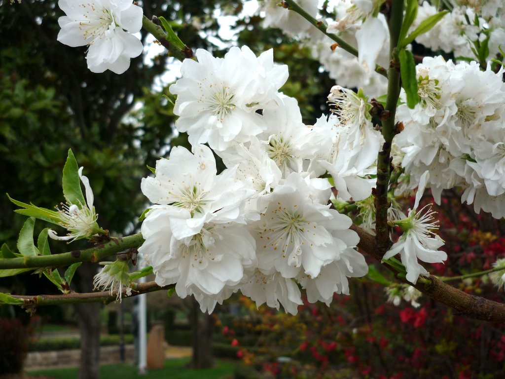 white flowers with green stems on the nch