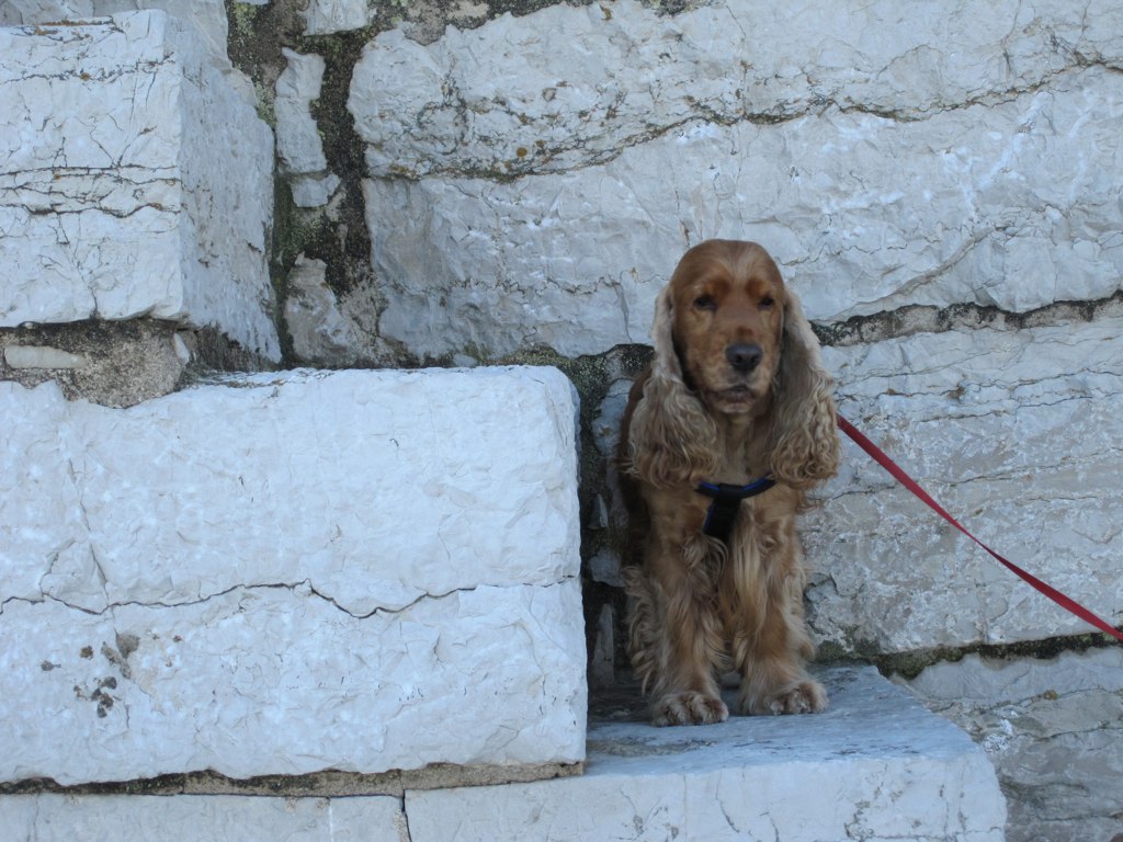 a brown dog sitting on top of a stone wall