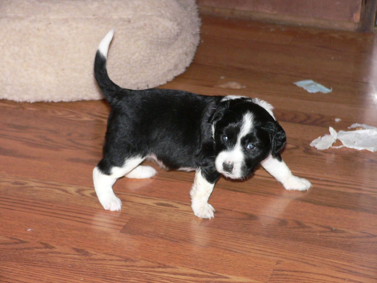 a black and white puppy standing on top of a hard wood floor