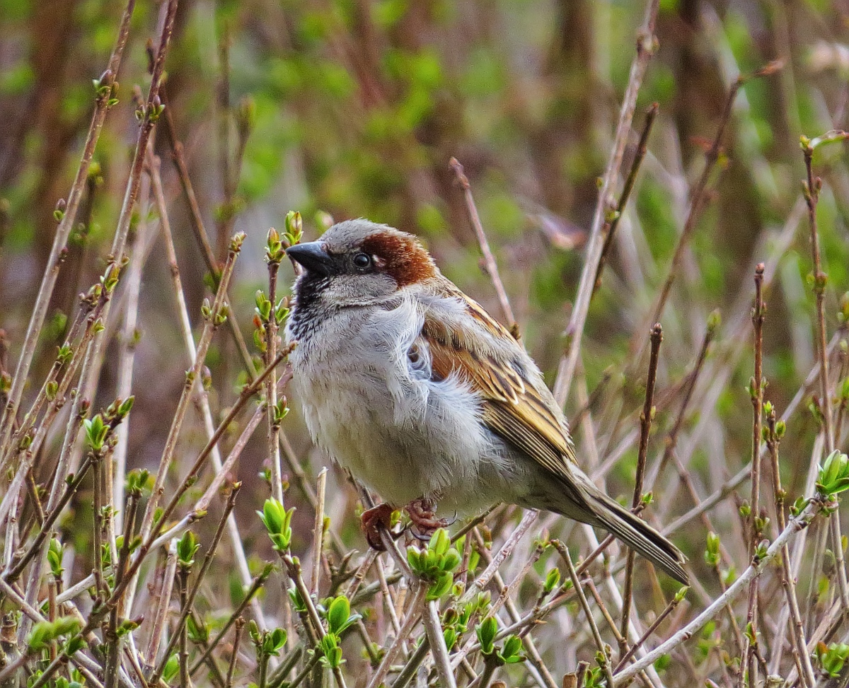 small bird standing in the middle of a leafless brush