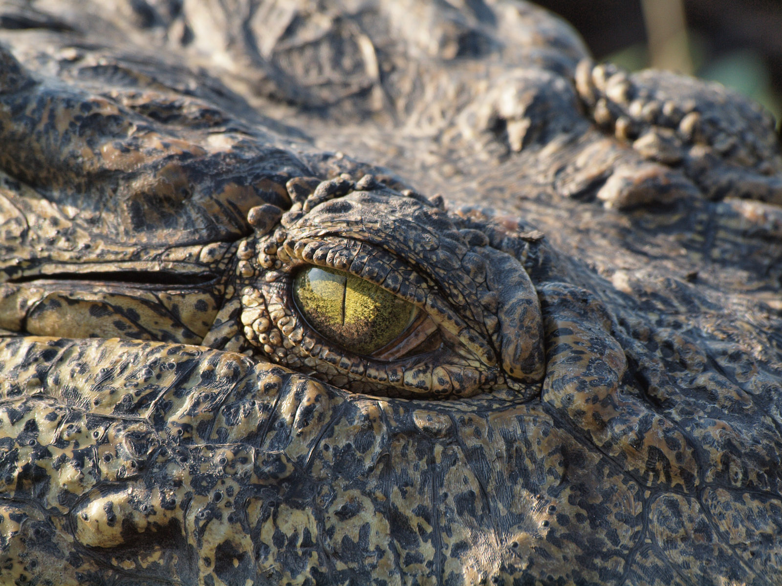 closeup of the eye of a crocodile