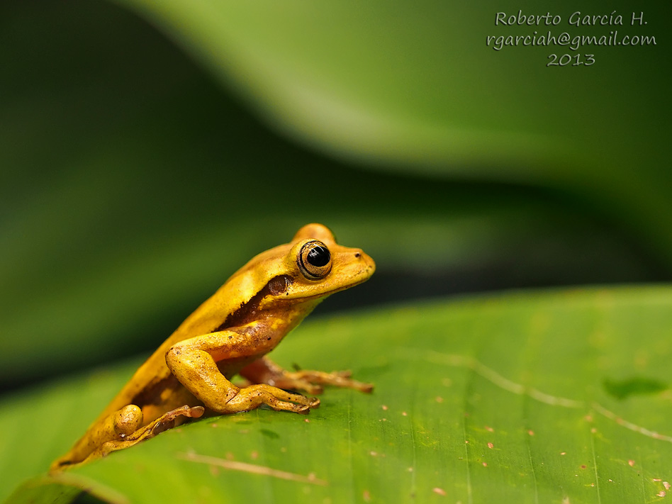 a yellow and brown frog is on top of a green leaf