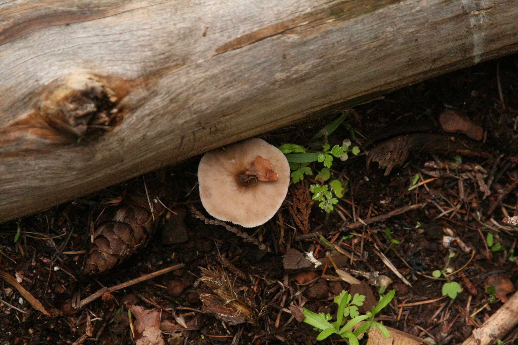 a mushroom sitting on the ground under a tree log