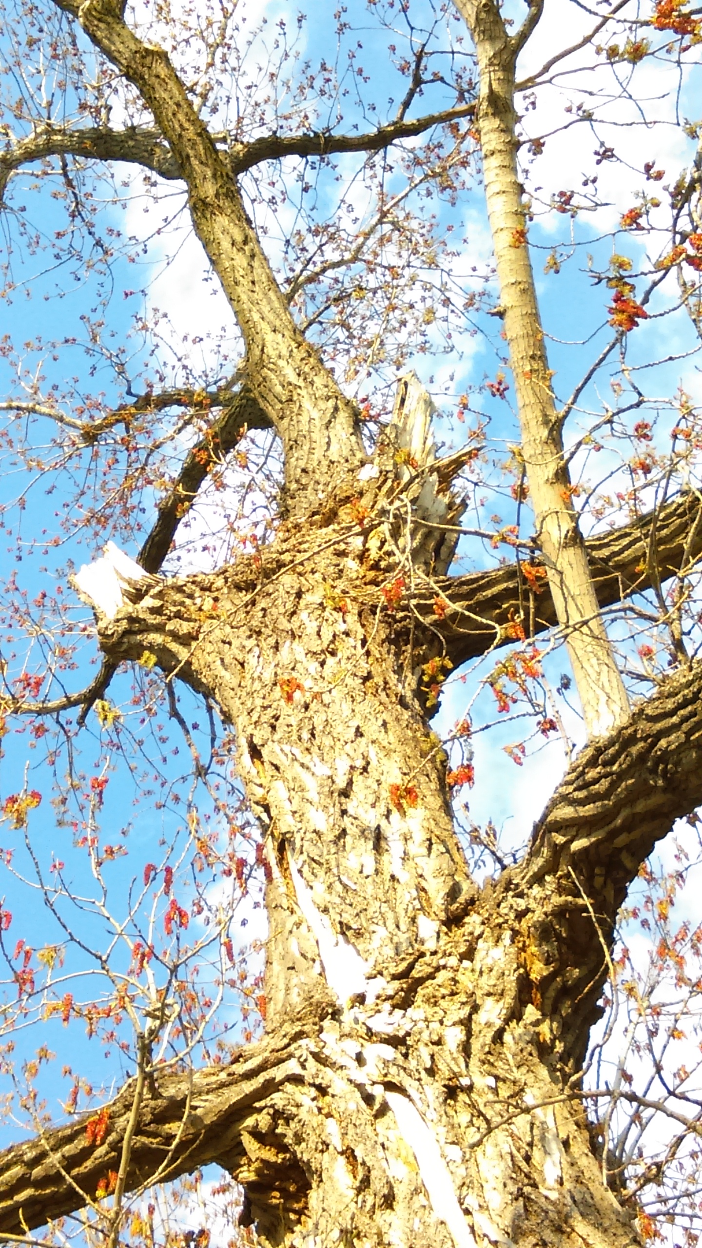 bird perched on nch of tree with blue sky in background