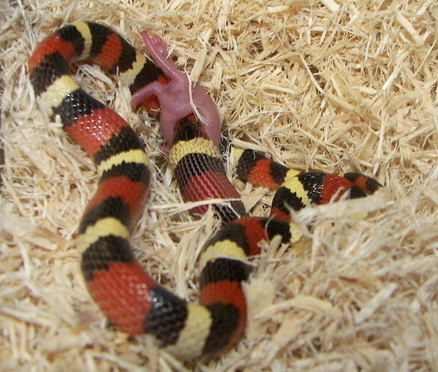 a red, black and orange snake laying on straw