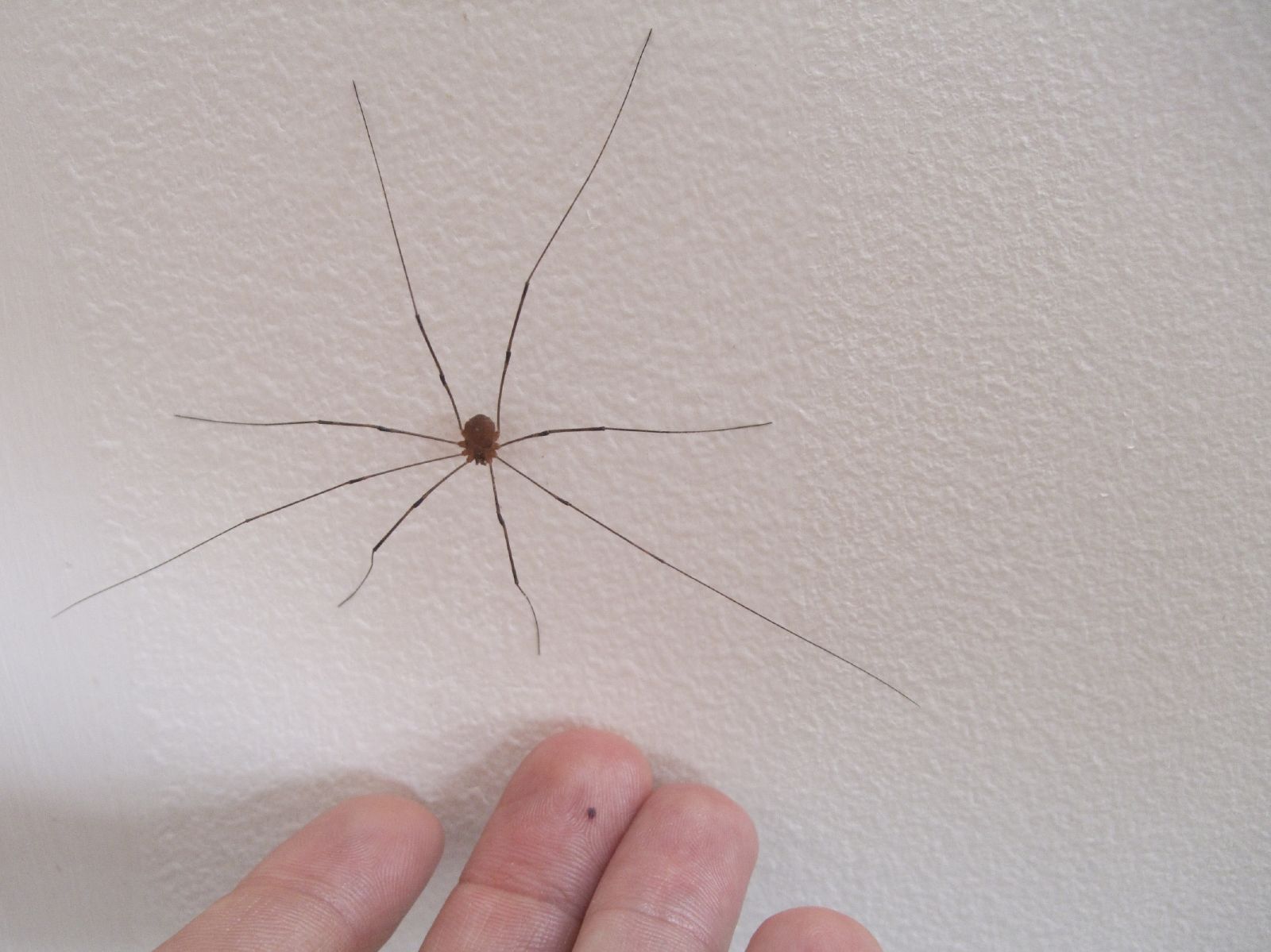 a hand is pointing at a spider on the wall