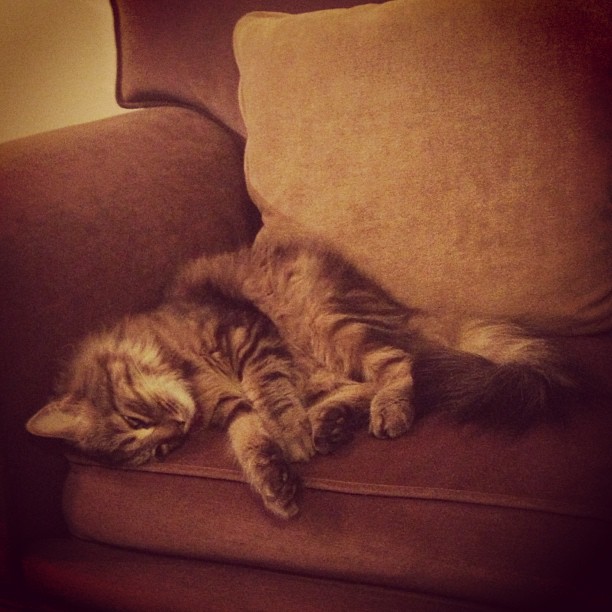 the fluffy tabby cat is sleeping on a couch