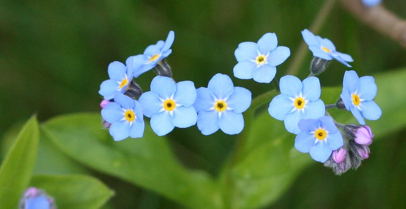 a group of small blue flowers with yellow center