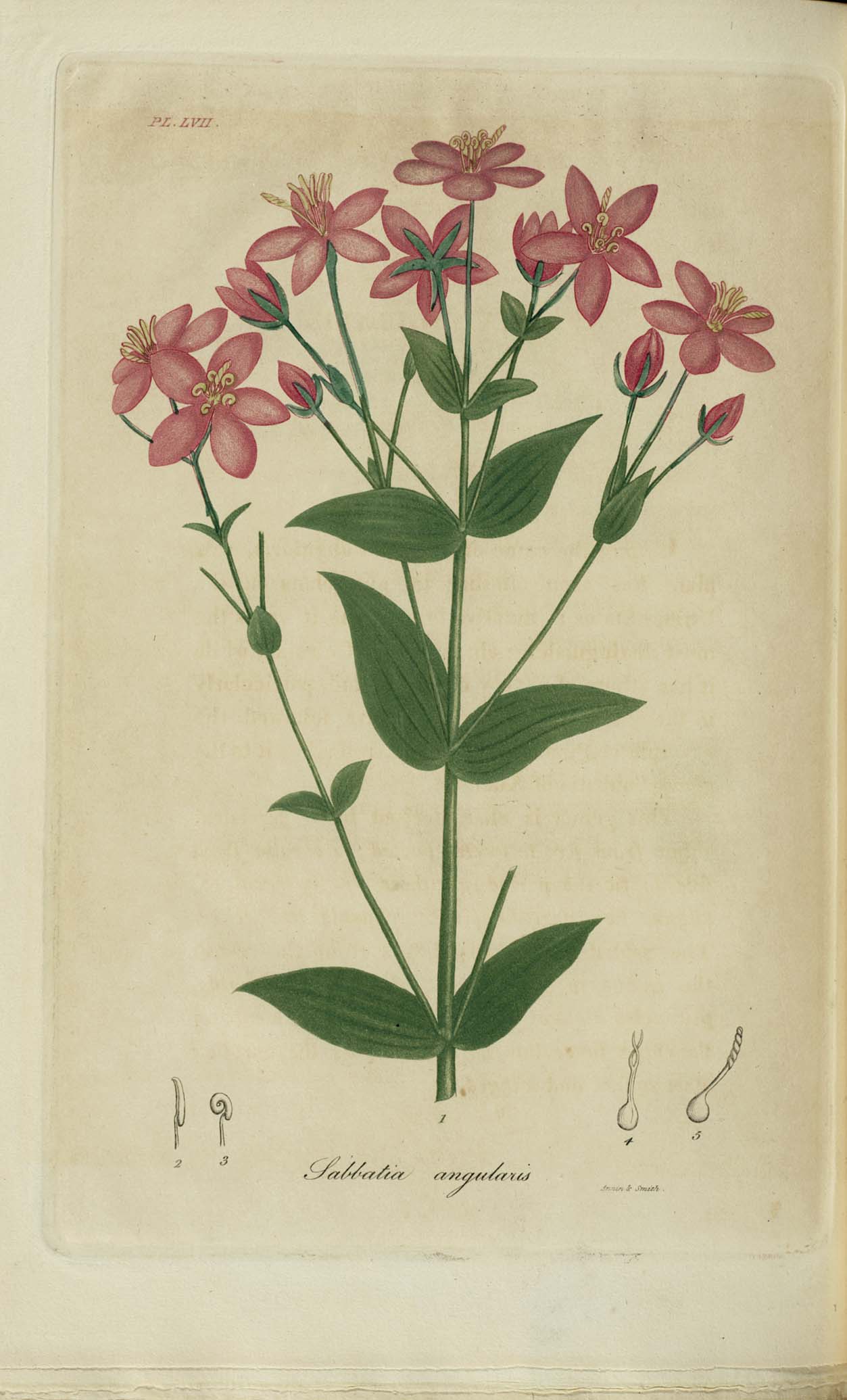 a drawing of some pink flowers with leaves