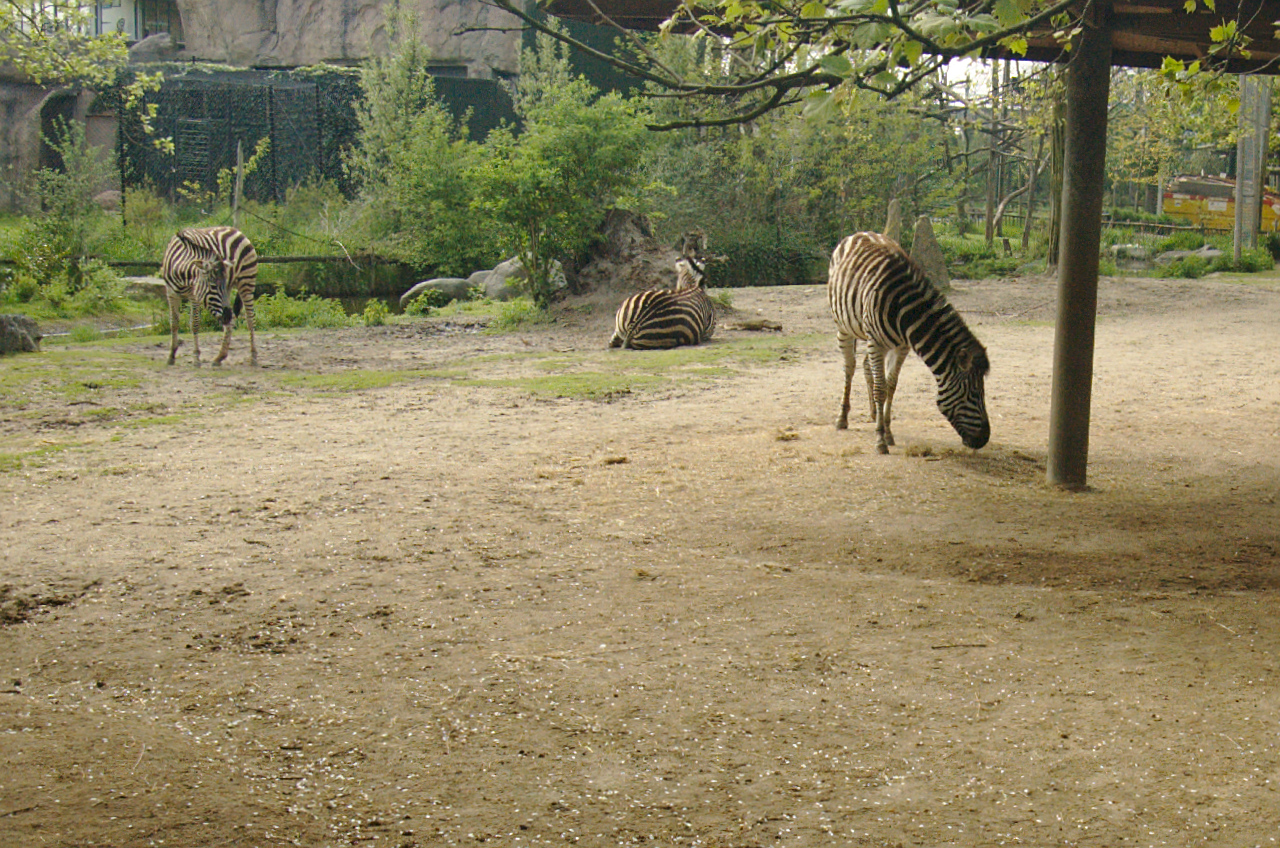 several zes eating hay in their exhibit at the zoo