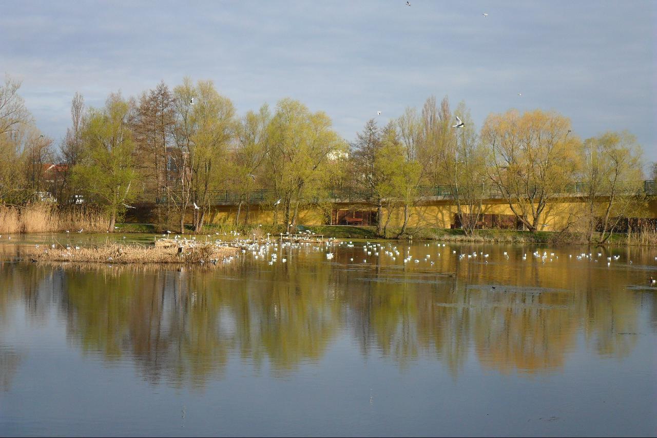 birds are perched on the rock by a pond