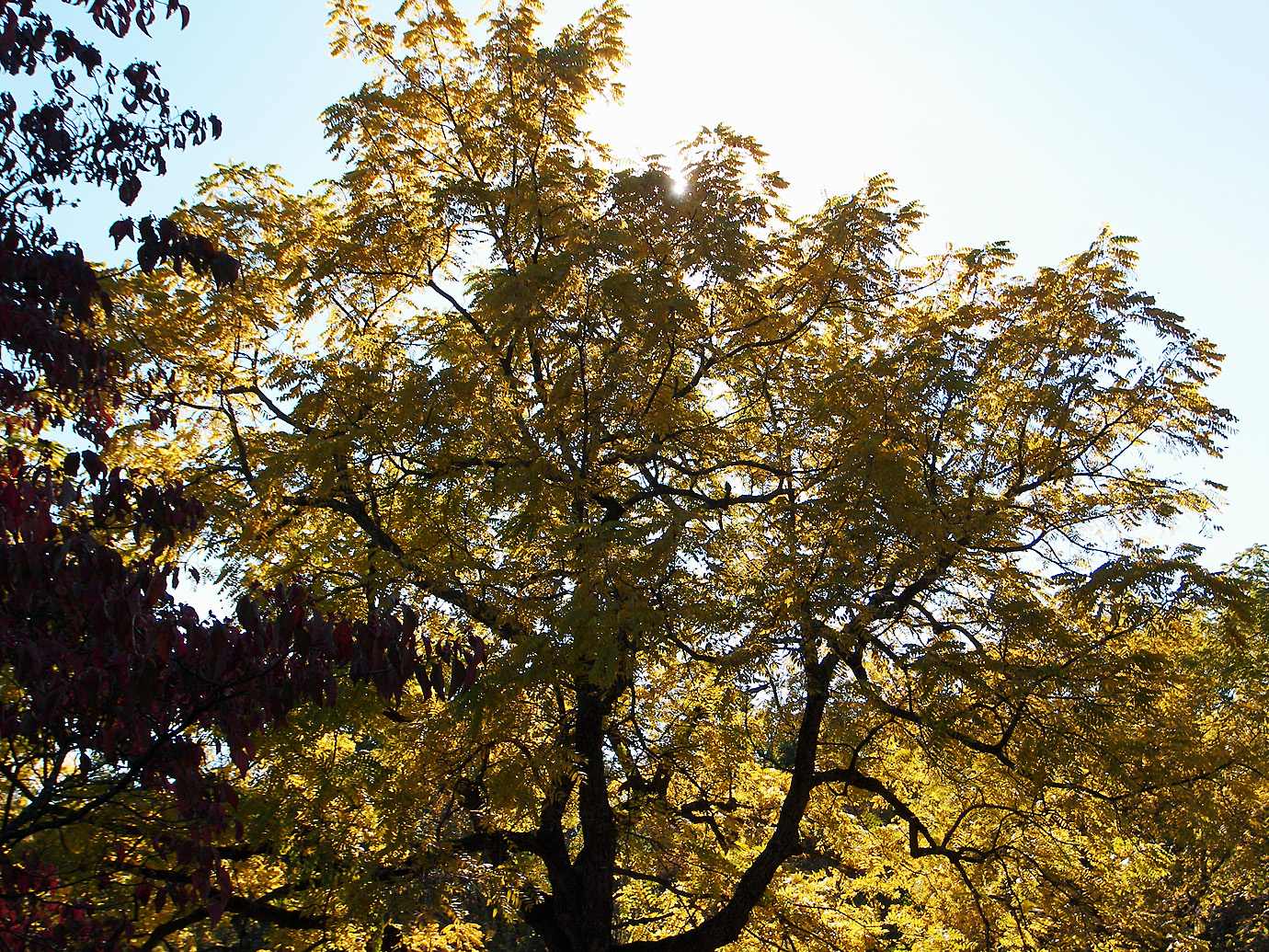 the sun is shining on the tree canopy