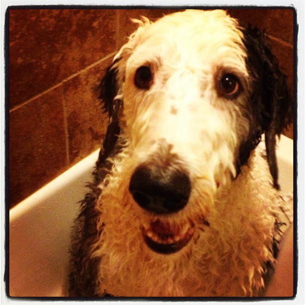 the wet dog is enjoying the bath in the shower