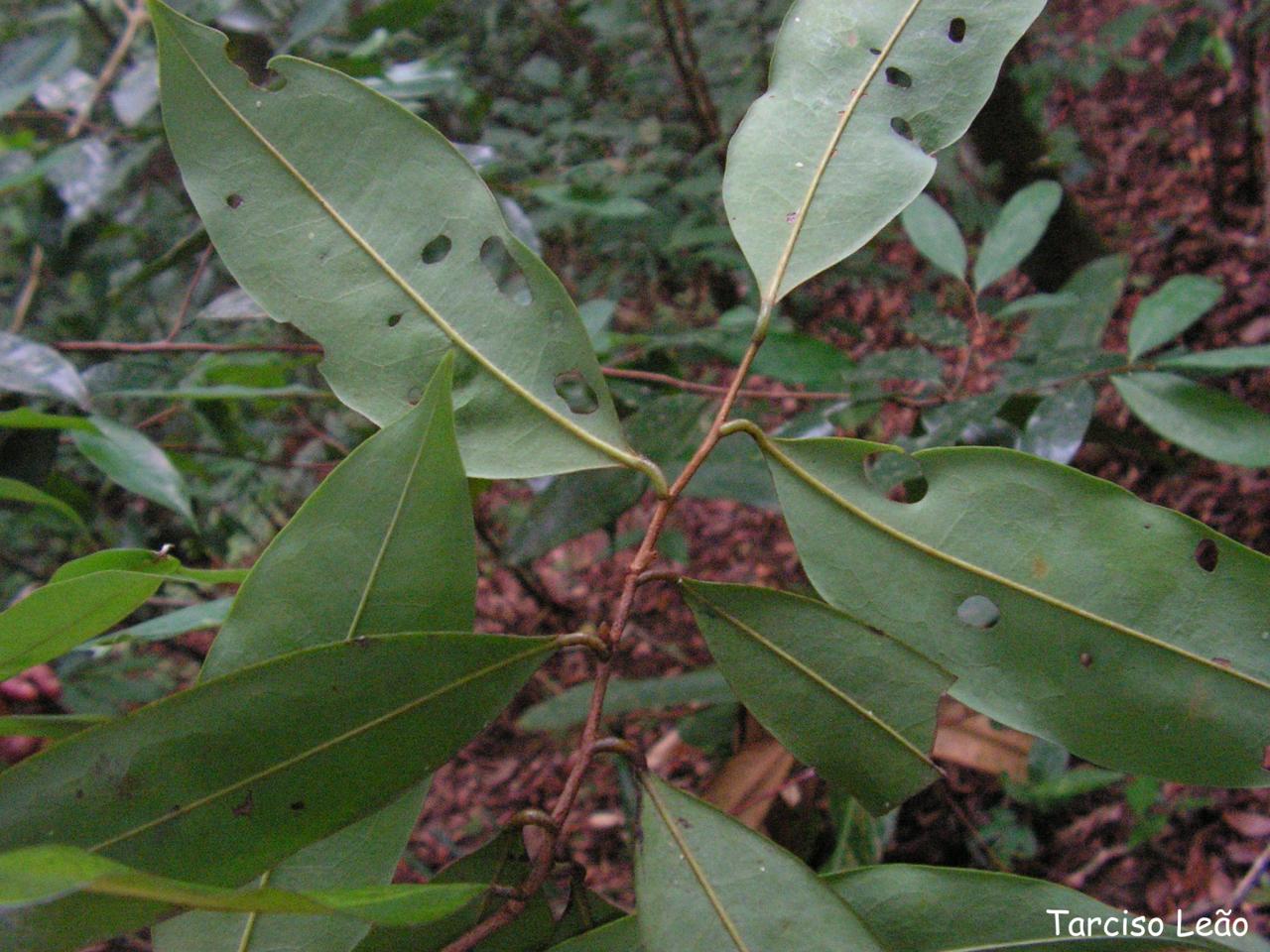 the leaves and the drops on the foliage