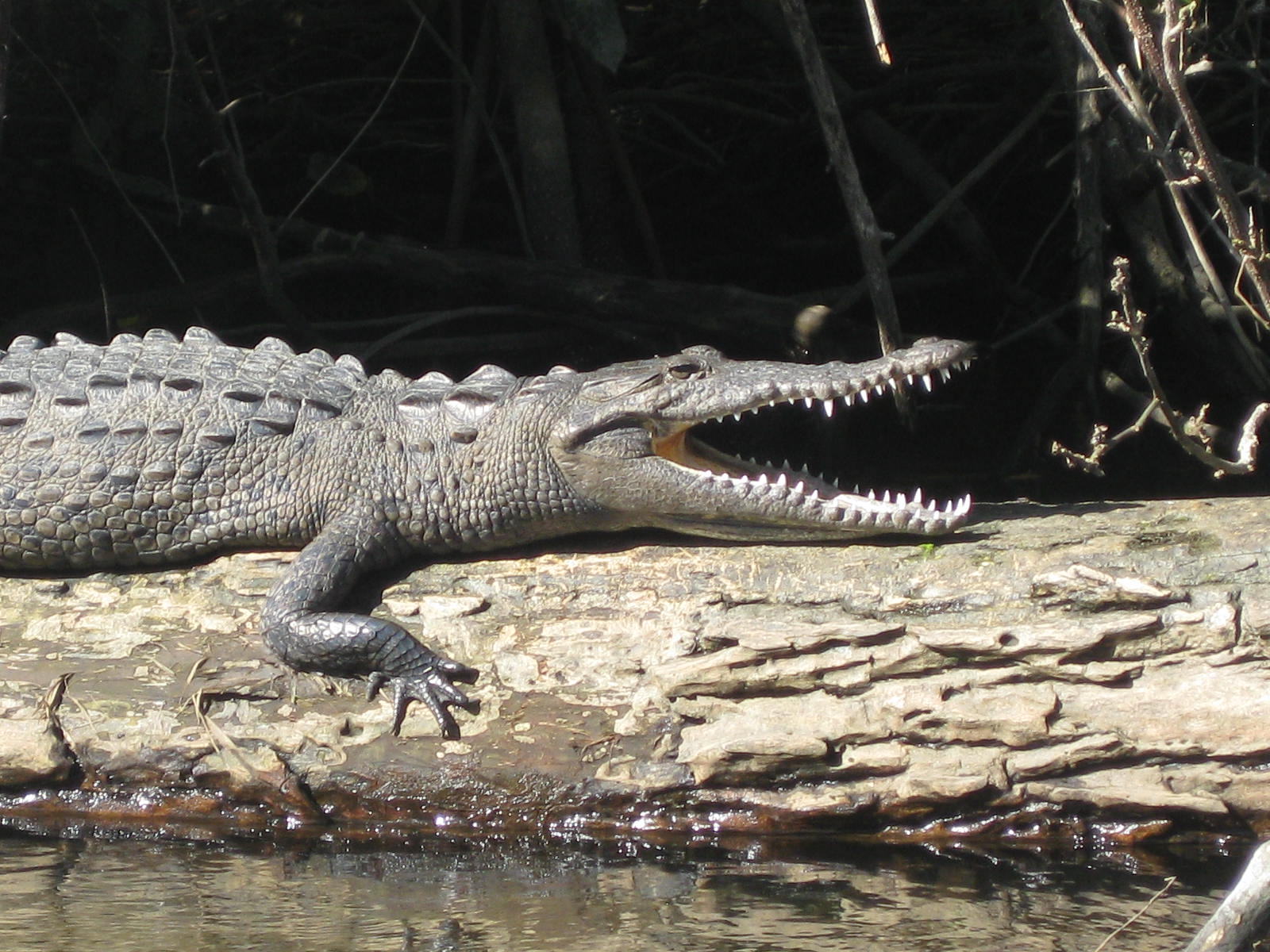 an alligator resting on the nch of a tree