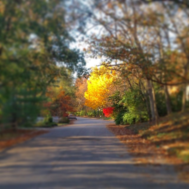 a paved road surrounded by tall trees and orange and yellow leaves