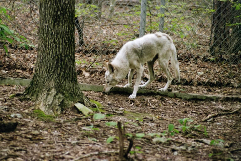 a white wolf walking through a forest on a leash