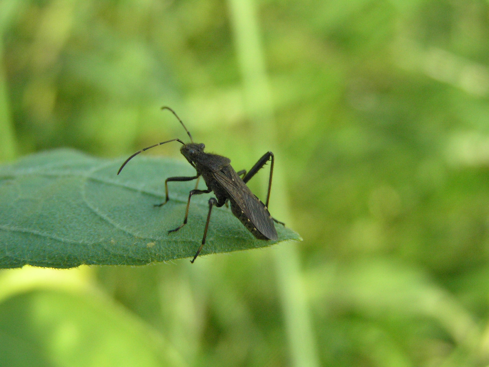 a black bug sitting on top of a leaf