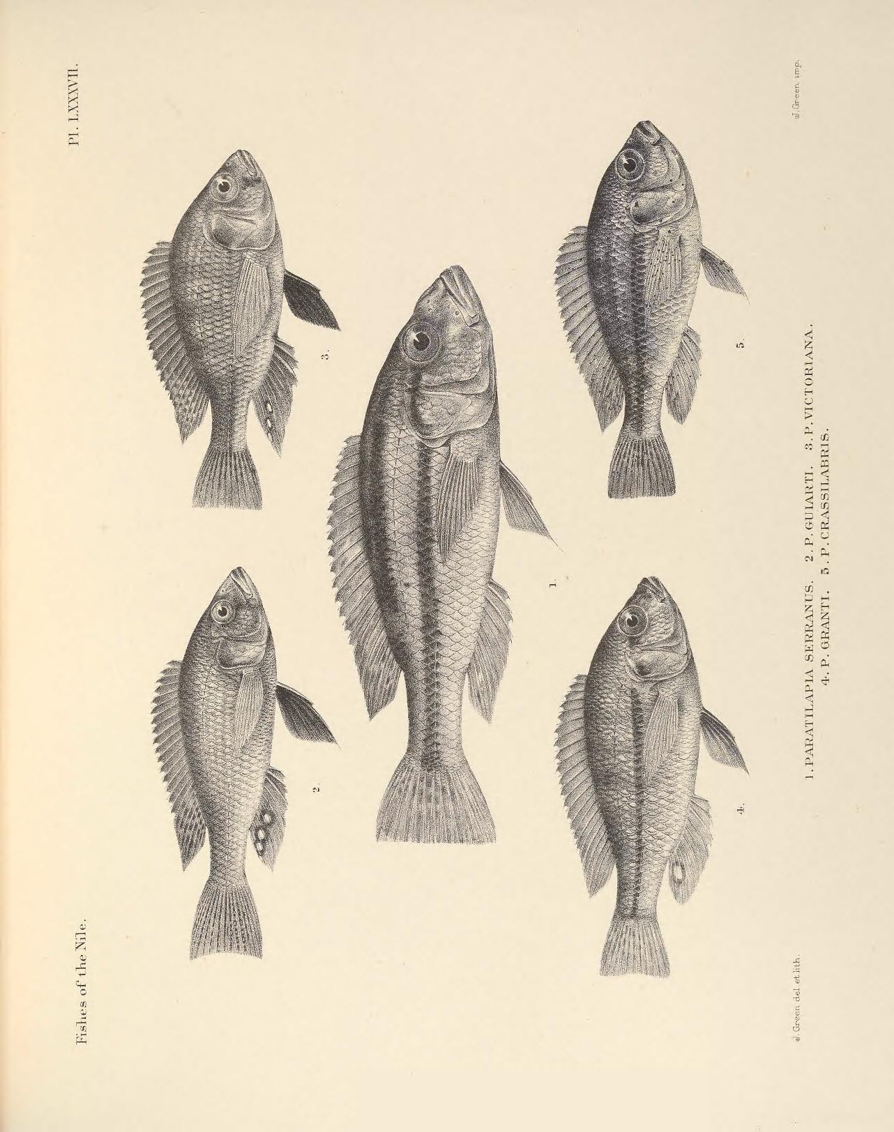 a book with fish drawings in various poses