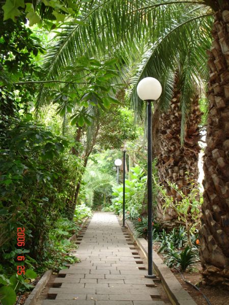 the path between several trees has a path leading to a lamp