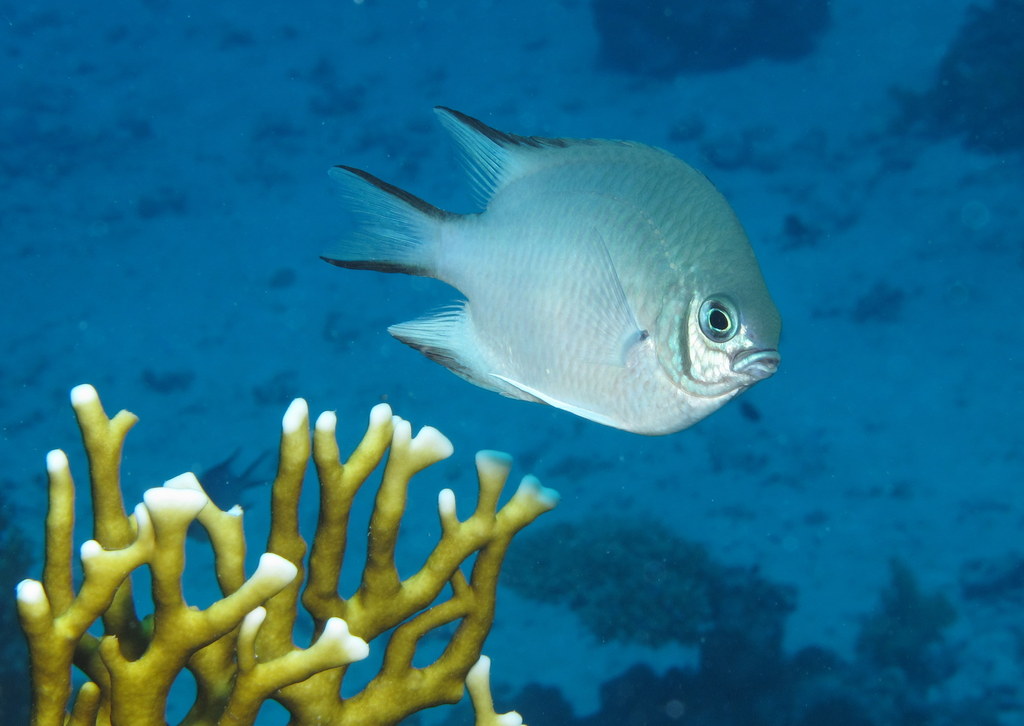 an aquarium fish in the water on a coral reef