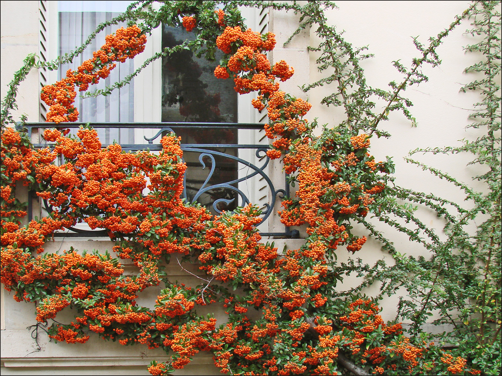 orange flowers growing over window with iron bars