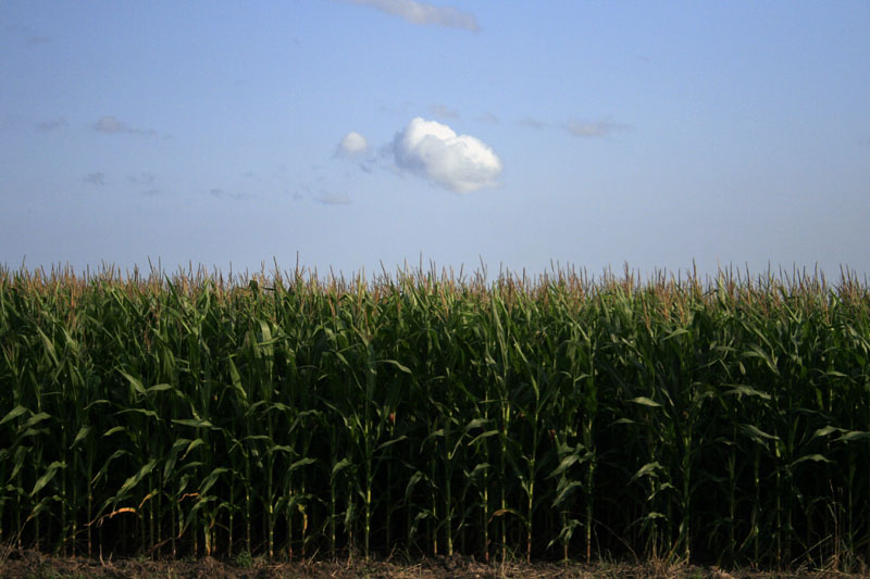 a cornfield with a single cloud in the distance