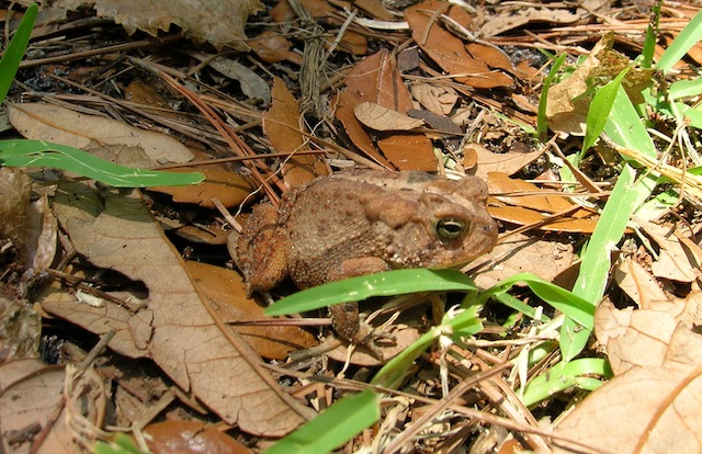 a brown frog sitting on the ground in grass and leaves