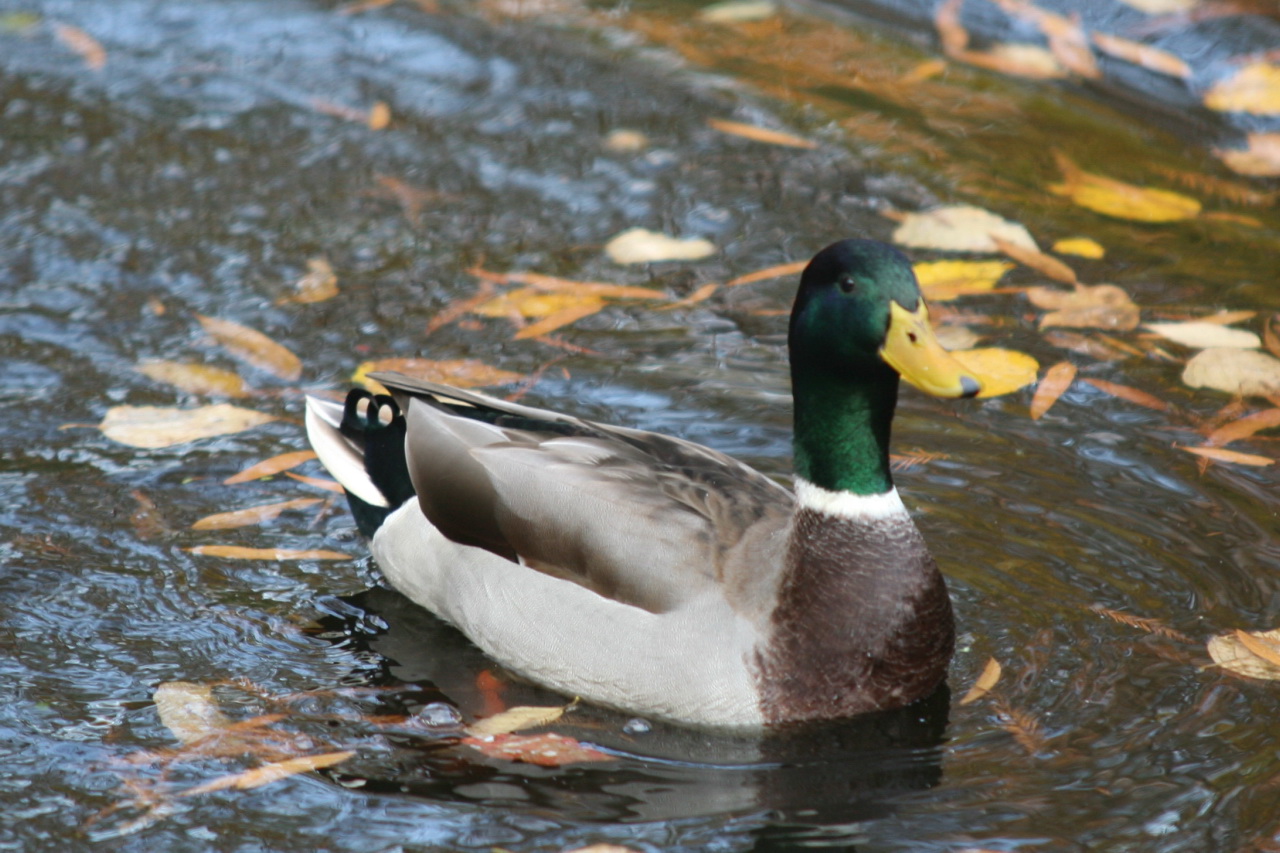 a mallard swims in a small pond with yellow leaves