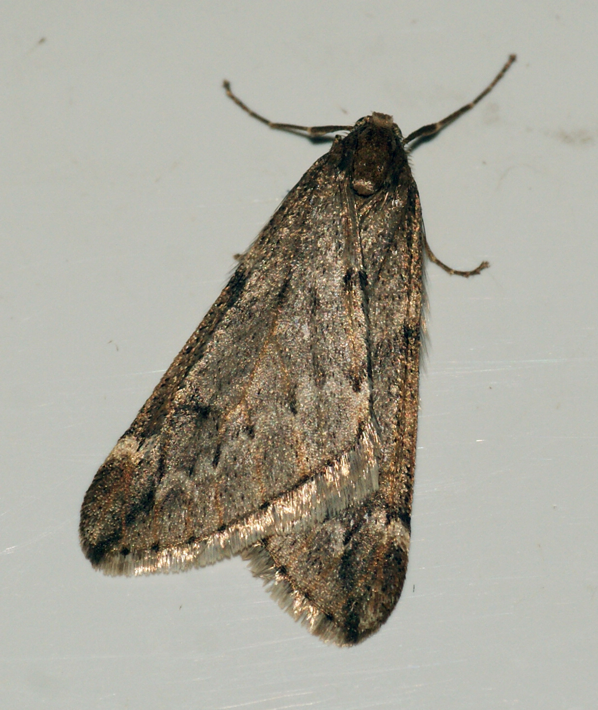 a moth on a white background