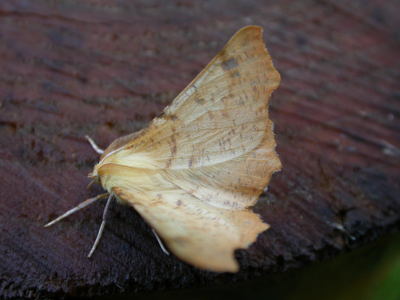 a yellow moth on the side of a wooden fence