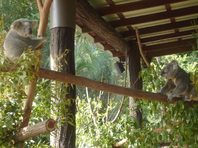 two koalas sitting on tree nches in the forest