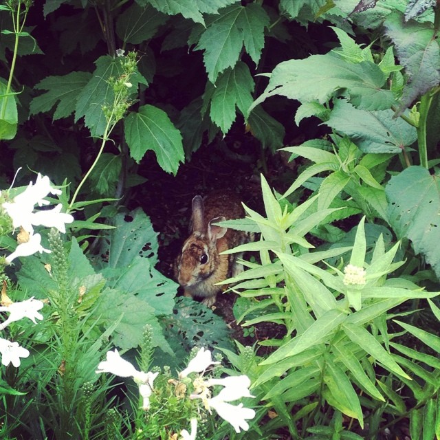 rabbit hiding behind flowers in the middle of the garden