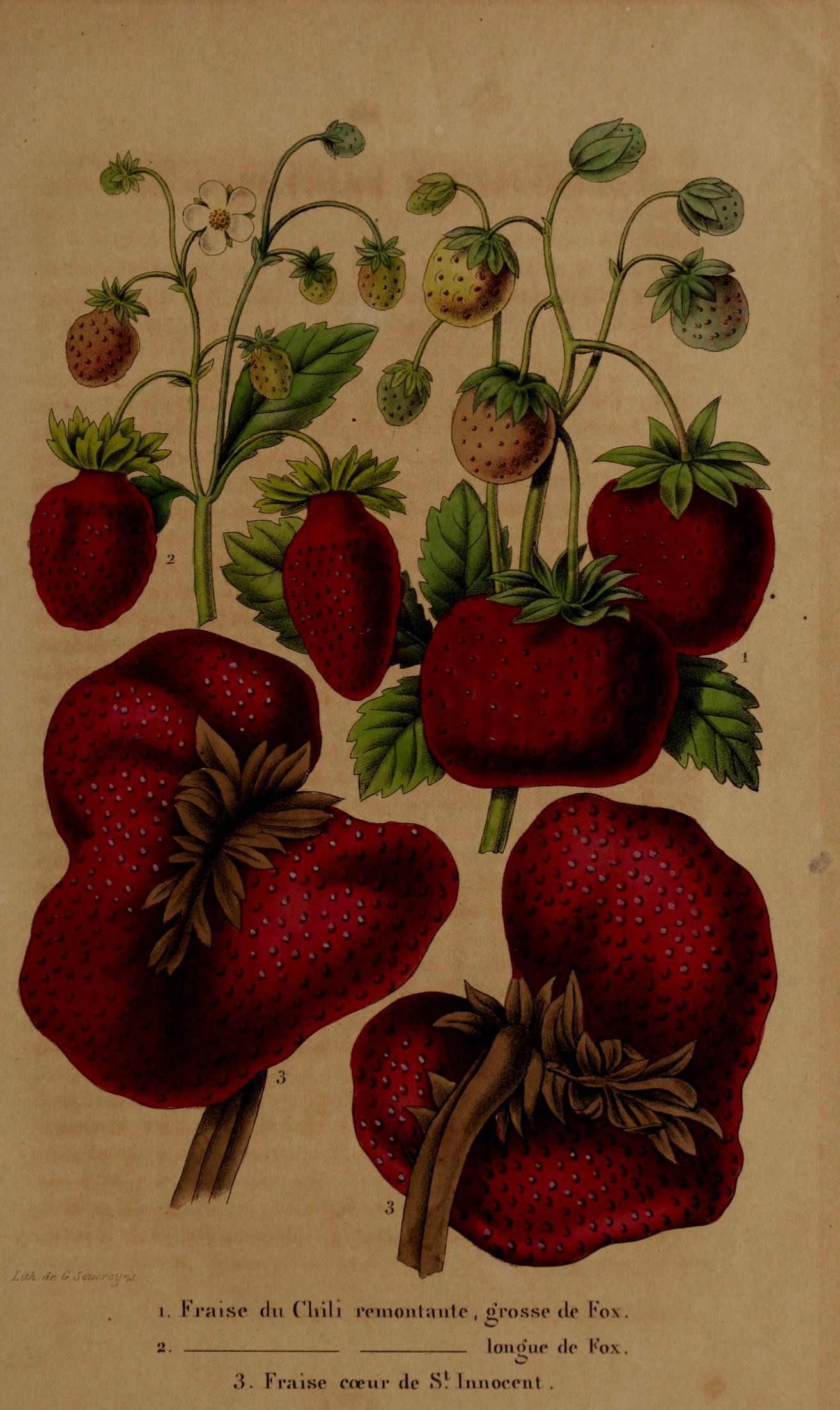 an old book showing strawberries with their stems and flowers