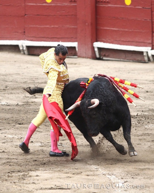 a man in a bull suit holding onto an animal
