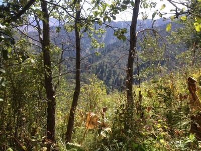 a lot of trees in the middle of a forest