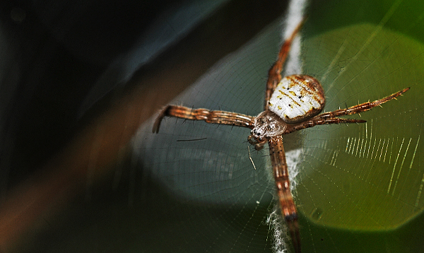 a brown and white spider sitting on the inside of a web