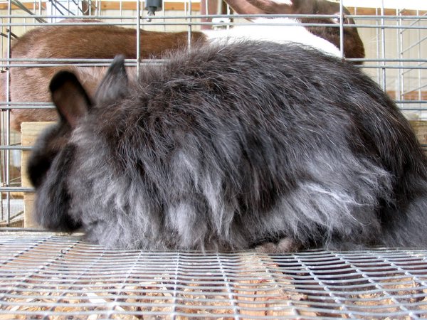 a gray bunny and a brown one are standing by each other