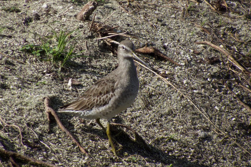 the bird is walking around on the sand